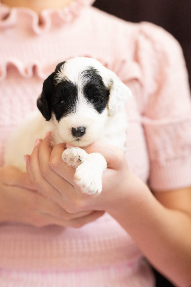 Mini litter