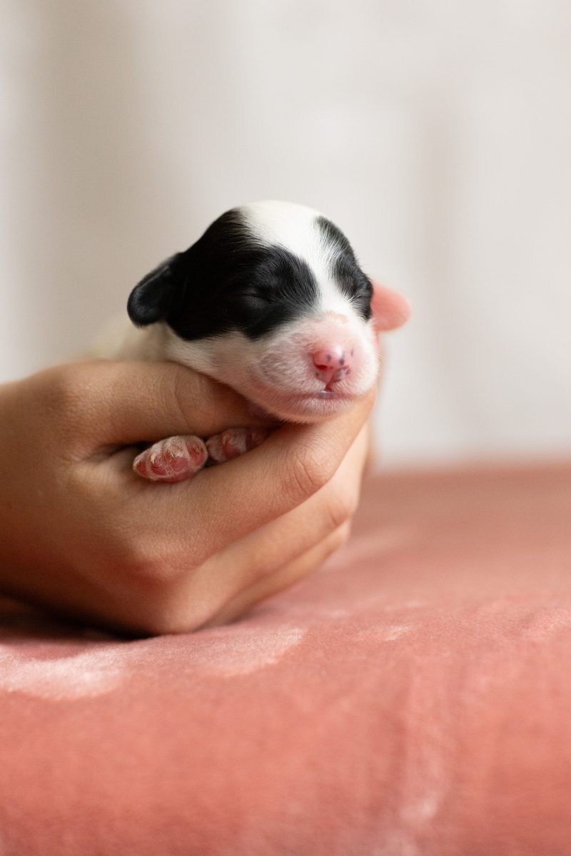 Mini litter