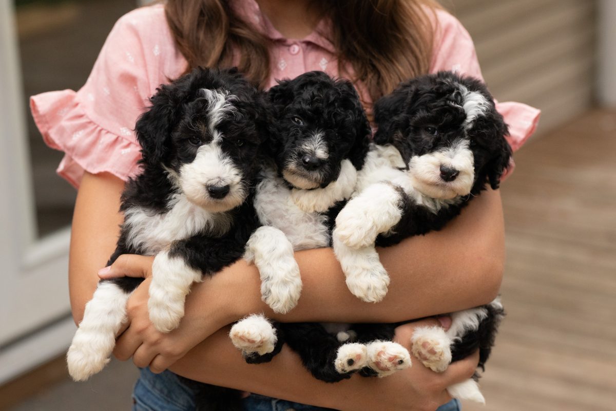 An armful of the current Irene × Casper standard puppies