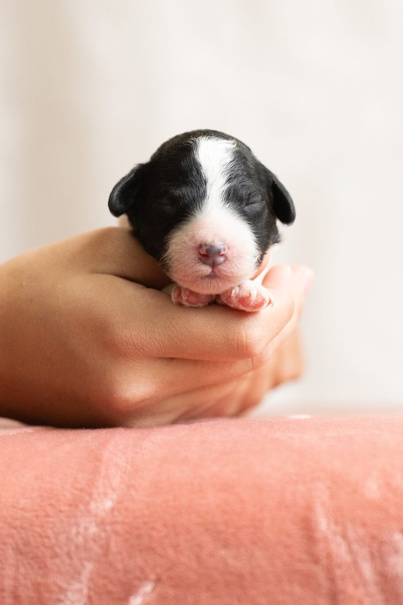 Waffle, male black & white parti sheepadoodle puppy