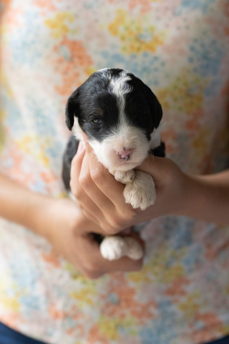 Waylon, male black & white sheepadoodle puppy
